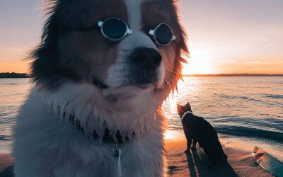 Verão: como proteger seu pet nas altas temperaturas?