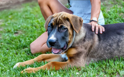 Células tronco, ficção científica ou realidade?